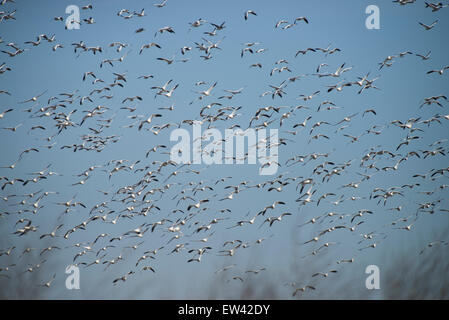 Centinaia di oche delle nevi decollare aganist cielo blu ,Ft.Boise Wildlife Management Area, Parma, Idaho Foto Stock