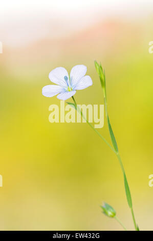 Lino pallido, Linum bienne. Ritratto verticale di un fiore con un bel al di fuori della messa a fuoco lo sfondo. Foto Stock