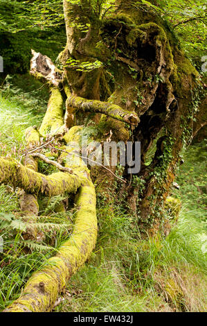 Ritratto di albero morto. Fagus sylvatica. Paesi Baschi. Spagna Foto Stock