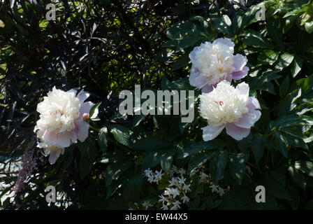 Peony Lactifolia "Kiss Katies" Foto Stock