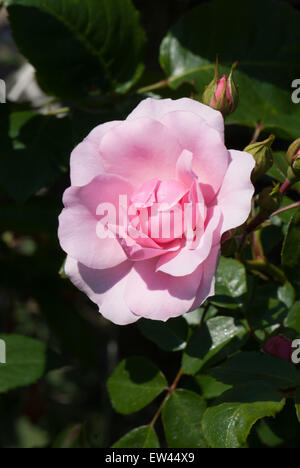 Rosa standard 'tappeto di fiori rosa' Foto Stock