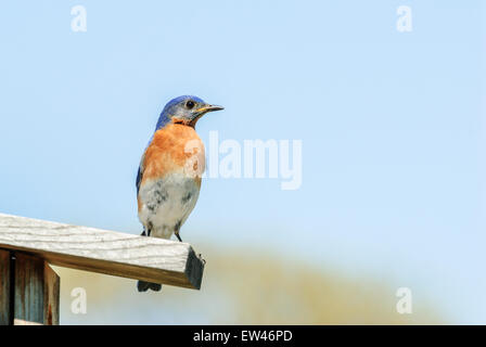 Eastern Bluebird,Sialia sialis, arroccato sulla cima di una nestbox. Oklahoma, Stati Uniti d'America. Foto Stock