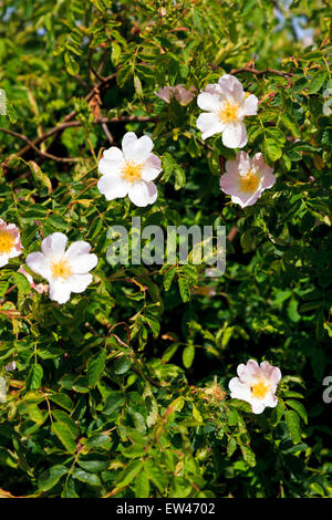 Selvatica rosa canina Rosa canina in fiore Foto Stock