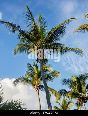 Palme di cocco, Cocos nucifera, contro un cielo blu su St. Croix, U.S. Isole Vergini. Foto Stock