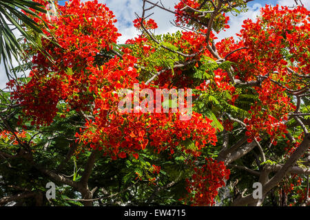 Un Royal Poinciana, o albero fiammeggiante, Delonix regia a St. Croix, U. S. Isole Vergini. Foto Stock