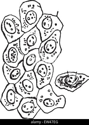 Semplice le cellule di epitelio, vintage illustrazioni incise. Illustrazione Vettoriale