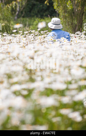 Persona circondato da masse di Oxeye margherite, Leucanthemum vulgare, crescendo in estate in Dorset Foto Stock