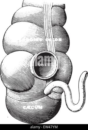 Schema illustrante il raccordo del piccolo intestino con il grande, vintage illustrazioni incise. Illustrazione Vettoriale