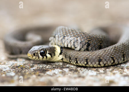 Biscia dal collare (natrix natrix) Foto Stock