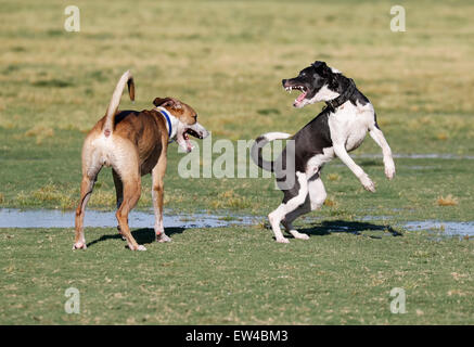 Due cani giocando al parco in pozze umido Foto Stock