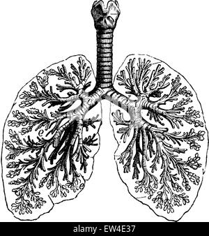 Diagrammi dei due polmoni umani, vintage illustrazioni incise. La vie dans la natura, 1890. Illustrazione Vettoriale