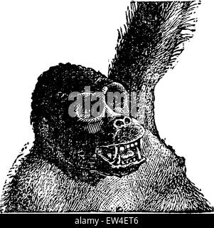 Vecchia testa di gorilla, vintage illustrazioni incise. Storia naturale di animali, 1880. Illustrazione Vettoriale
