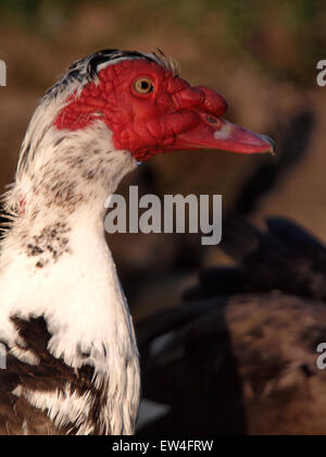 Anatra muta, Cairina moschata, REGNO UNITO Foto Stock