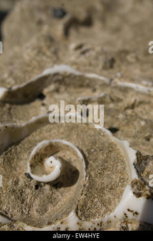 Conchiglia di mare su una spiaggia di sabbia di tan, macro seashell Foto Stock