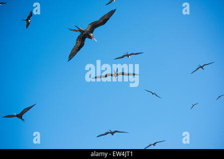 Messico, Baja, Lapaz, Espiritu Santo. Uccelli in volo. Foto Stock