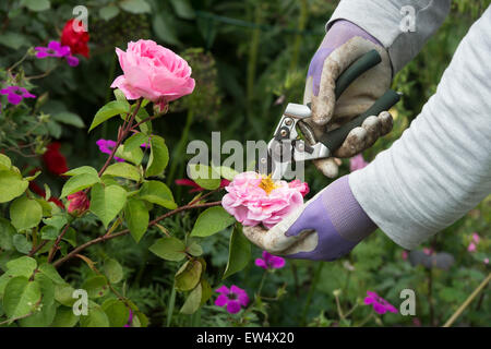 Giardiniere indossando guanti da giardinaggio deadheading Rosa Gertrude Jekyll rosa con secateurs in un giardino Foto Stock