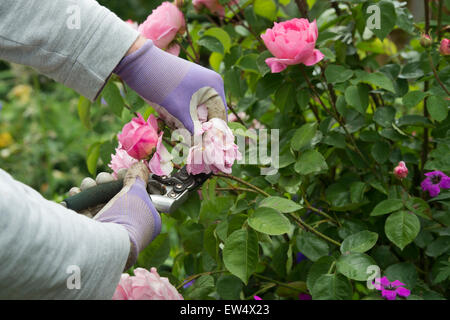 Giardiniere indossando guanti da giardinaggio deadheading Rosa Gertrude Jekyll rosa con secateurs in un giardino Foto Stock