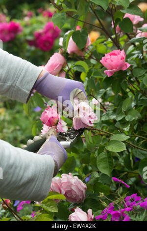 Giardiniere indossando guanti da giardinaggio deadheading Rosa Gertrude Jekyll rosa con secateurs in un giardino Foto Stock