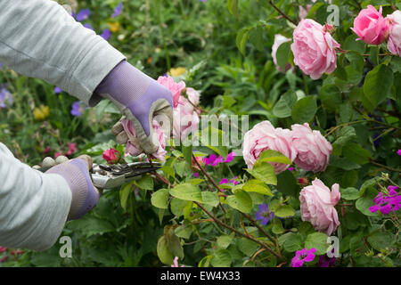 Giardiniere indossando guanti da giardinaggio deadheading Rosa Gertrude Jekyll rosa con secateurs in un giardino Foto Stock