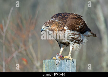 Red-tailed Hawk mangiare preda Foto Stock