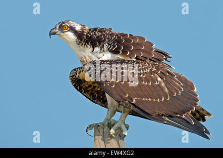 I capretti Osprey in piedi su un post Foto Stock