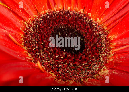 Fiore di Gerbera, rosso, close-up Foto Stock