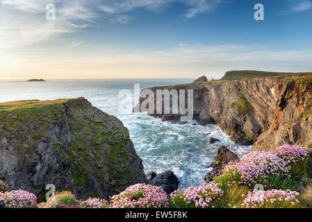 Ripide scogliere e parsimonia selvatici in fiore a Longcarrow baia sulla costa nord della Cornovaglia Foto Stock