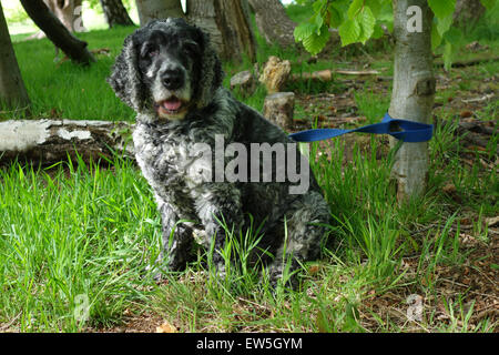 Cocker Spaniel cane, legata con filo a un albero Foto Stock