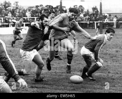 Llanelli v Australia partita di rugby, durante il tour in Australia di Gran Bretagna e Irlanda. Llanelli ha vinto: Llanelli 19, Australia 16. La Australian prop Stan Pilecki chiatte il suo modo attraverso il Llanelli pack per raccogliere una sfera allentati. Xx Novembre 1984. Foto Stock