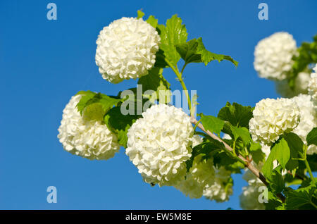 Bellissimo pallon di maggio viburno Rose Snowball tree (Viburnum opulus) blossoms su sfondo cielo Foto Stock