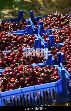 Witzenhausen, Germania. 17 Giugno, 2015. Ceste piene di carni fresche Ciliege dolci a sedersi in un Cherry Orchard a Witzenhausen, Germania, 17 giugno 2015. La ciliegia raccolto in Nord Hesse è in pieno svolgimento. Foto: Uwe Zucchi /dpa/Alamy Live News Foto Stock