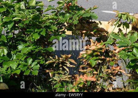 La necrosi browning su foglie di un giovane faggio hedge causata dalla siccità in estate, Berkshire, Giugno Foto Stock