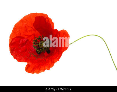 Rosso papavero, apertura fiore isolato su sfondo bianco Foto Stock