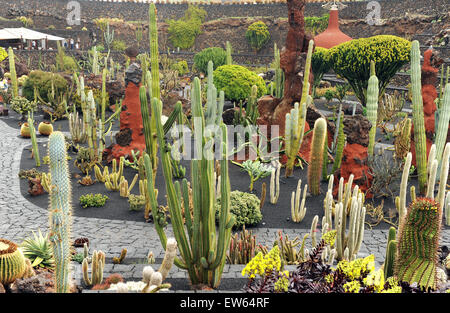 Lanzarote, Isole Canarie. Varie cactus che cresce in un cactus parco disegnato dall'artista Cesar Manrique. Foto Stock