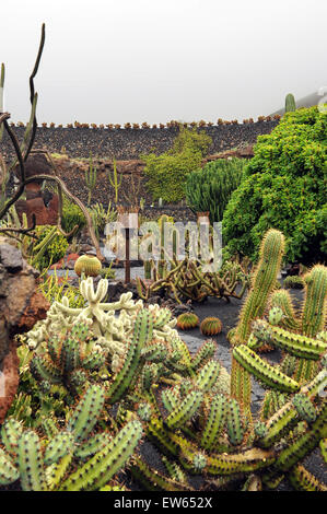 Lanzarote, Isole Canarie. Varie cactus che cresce in un cactus parco disegnato dall'artista Cesar Manrique. Foto Stock