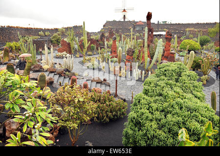 Lanzarote, Isole Canarie. Varie cactus che cresce in un cactus parco disegnato dall'artista Cesar Manrique. Foto Stock