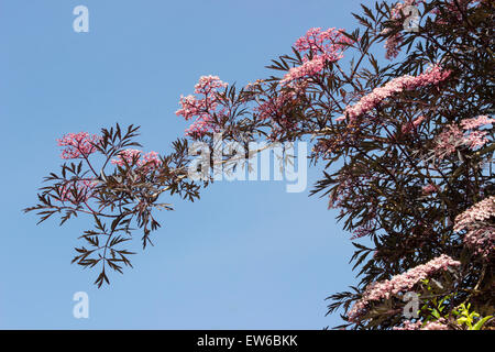 Un ramo di fioritura del taglio lasciava il sambuco Sambucus nigra "pizzo nero' impostato contro un blu cielo di giugno. Foto Stock