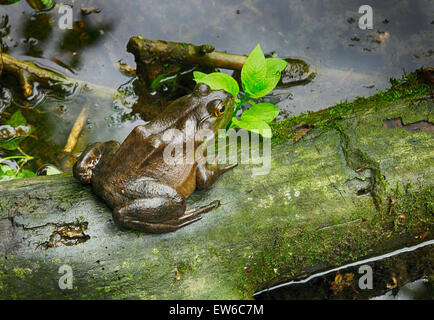 Grande rana toro seduto sul log Foto Stock