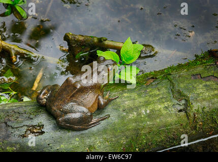 Grande rana toro seduto sul log Foto Stock