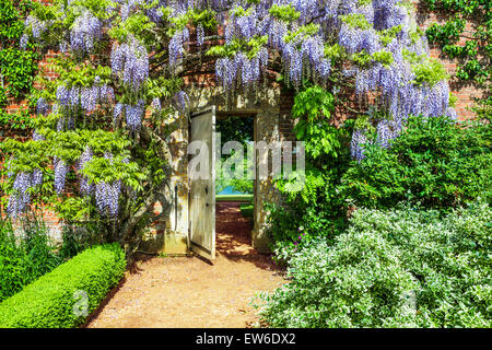 Blu cinese di fioritura Wisteria sinensis in il giardino murato di Bowood House nel Wiltshire. Foto Stock