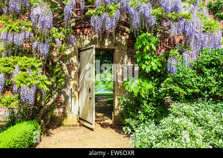 Blu cinese di fioritura Wisteria sinensis in il giardino murato di Bowood House nel Wiltshire. Foto Stock