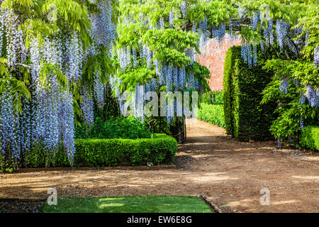 Blu cinese di fioritura Wisteria sinensis in il giardino murato di Bowood House nel Wiltshire. Foto Stock