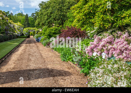 Blu cinese di fioritura Wisteria sinensis e Herbaceous borders in il giardino murato di Bowood House nel Wiltshire. Foto Stock