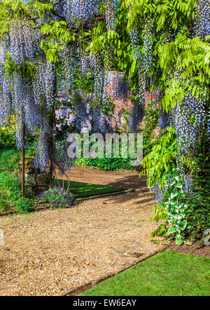 Blu cinese di fioritura Wisteria sinensis in il giardino murato di Bowood House nel Wiltshire. Foto Stock