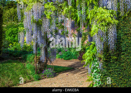 Blu cinese di fioritura Wisteria sinensis in il giardino murato di Bowood House nel Wiltshire. Foto Stock