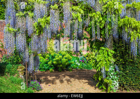 Blu cinese di fioritura Wisteria sinensis in il giardino murato di Bowood House nel Wiltshire. Foto Stock