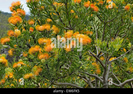 La fiamma arancione puntaspilli, chiamato anche Langeberg puntaspilli o oranjevlamspeldekussing, leucospermum erubescens, fioritura in Foto Stock