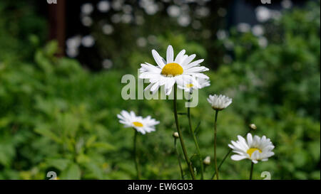 Wild Daisy rurale in piena fioritura estiva attira diversi insetti e le API per impollinazione Foto Stock