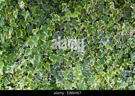 Hedera helix 'Caecilia'. Caecilia di edera che si arrampica sul recinto del giardino Foto Stock