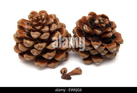 Cono di cembro, Pinus pinea, con alcuni dei dadi ancora in, isolato su sfondo bianco Foto Stock